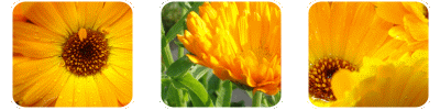 Calendula Officinales Flower Extract