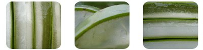 Aloe Vera Leaf Juice