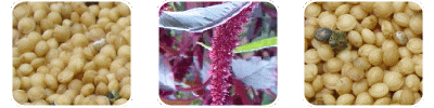 Amaranthus Caudatus Extract