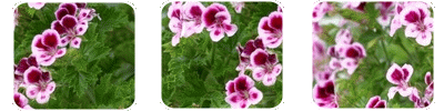 Pelargonium Roseum Oil