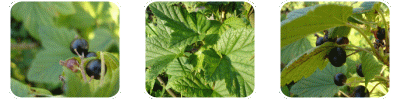 Ribes Nigra Water