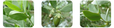 Simmondsia Chinensis Seed Oil