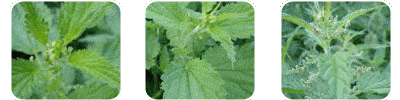 Urtica Dioica Extract