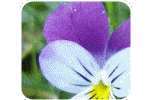 Lacosmea Cosmetics Naturkosmetik Rohstoff Viola