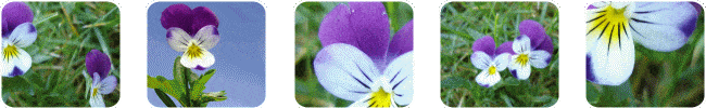 Lacosmea Cosmetics Naturkosmetik Rohstoff Viola