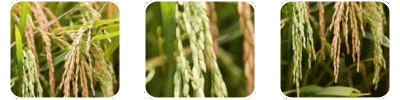 Oryza Sativa Bran Oil