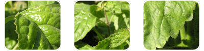 Pogostemon Patchouli Oil