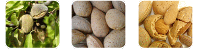 Prunus Amygdalus Dulcis Oil